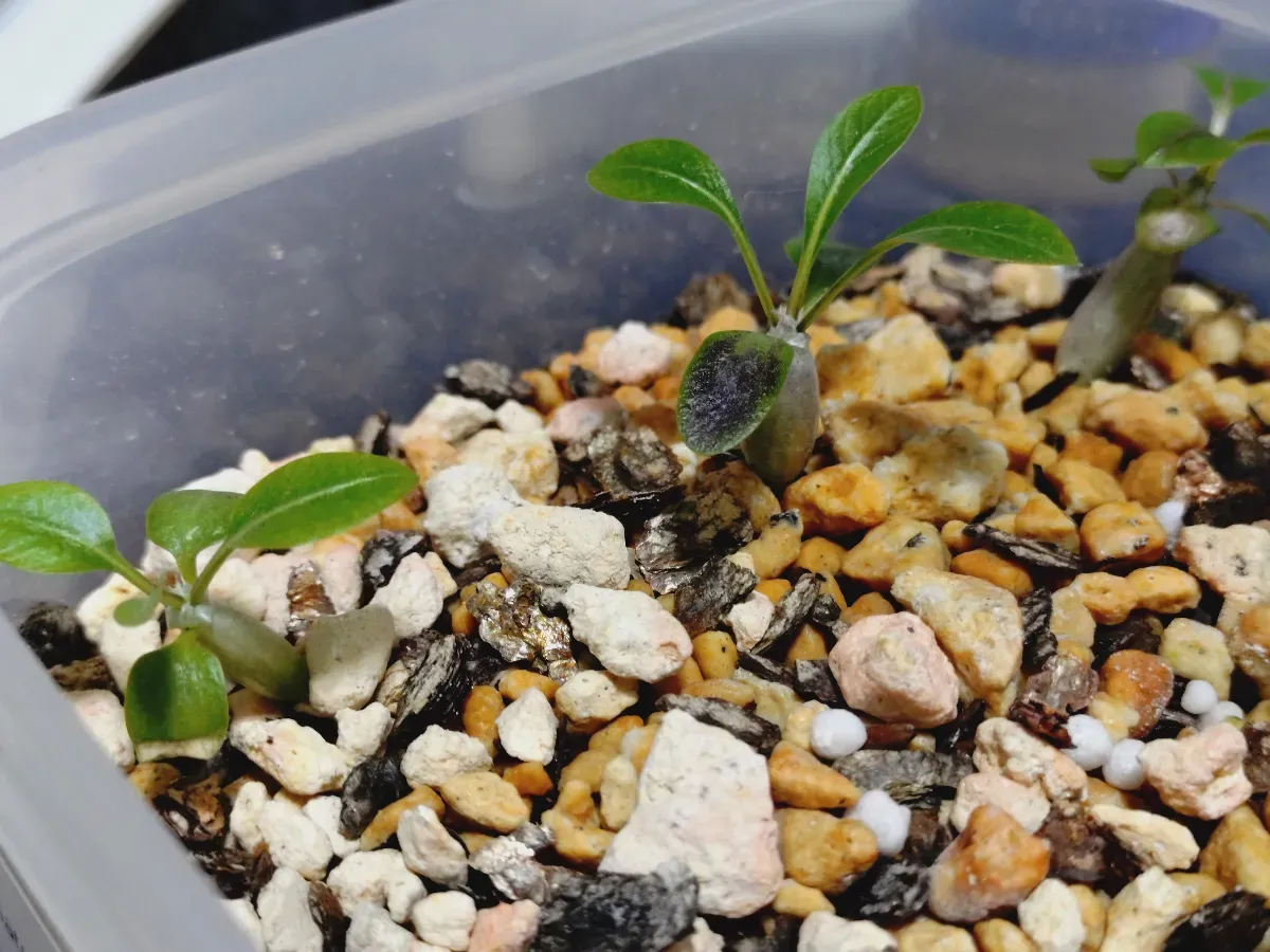Pachypodium rosulatum var. inopinatum (パキポディウム イノピナツム)