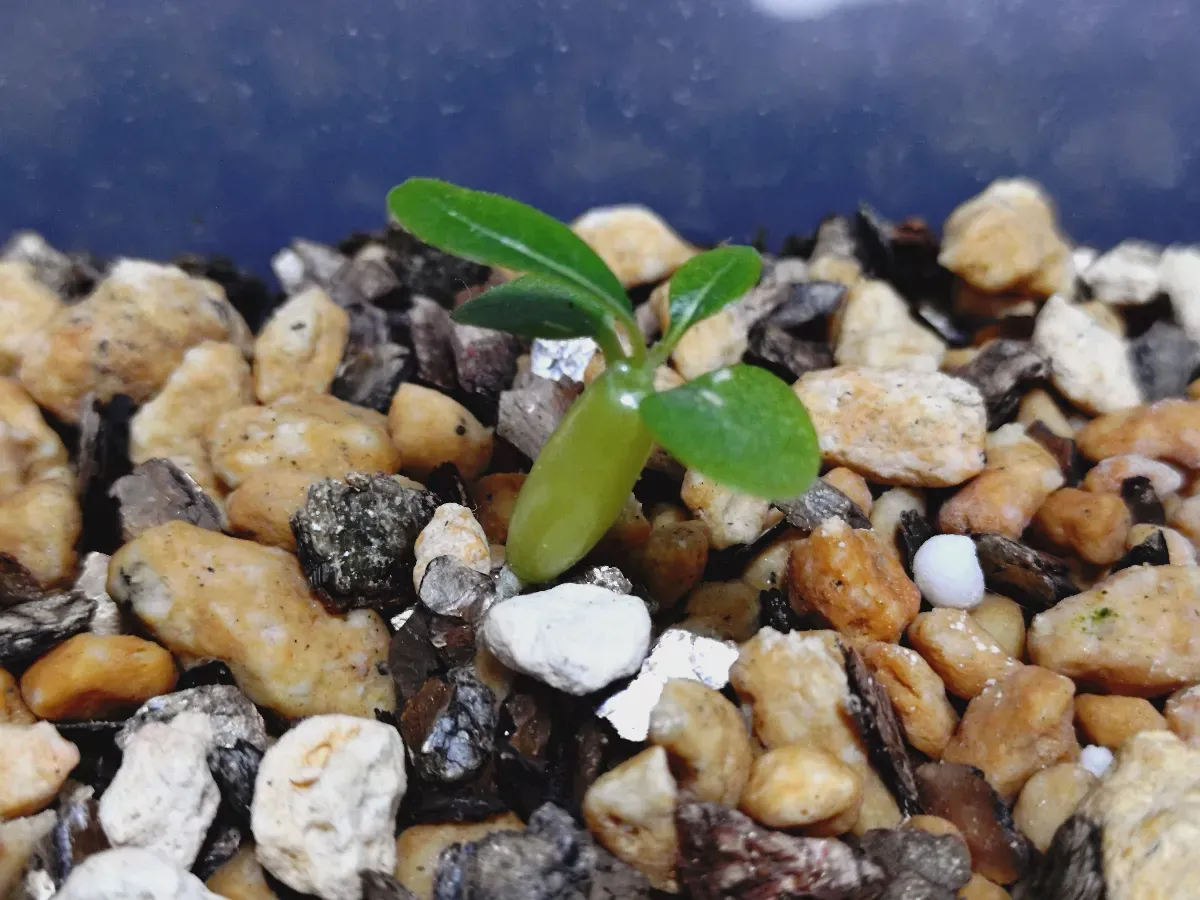 Pachypodium enigmaticum (パキポディウム エニグマチカム)
