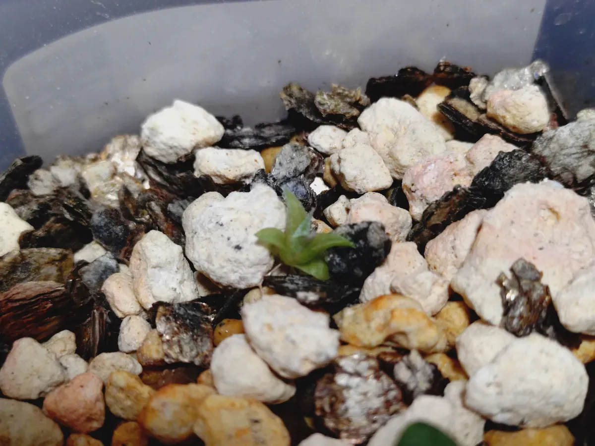 Hechtia lepidophylla (ヘクチア レピドフィラ)