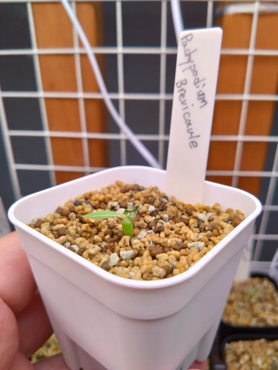 Pachypodium brevicaule ssp. brevicaule (パキポディウム ブレビカウレ)
