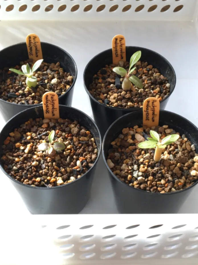 Pachypodium rosulatum ssp. makayense (パキポディウム マカイエンセ)