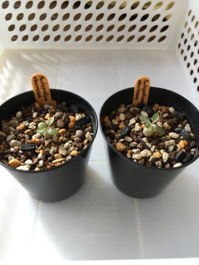 Pachypodium rosulatum var. eburneum (パキポディウム エブレネウム)