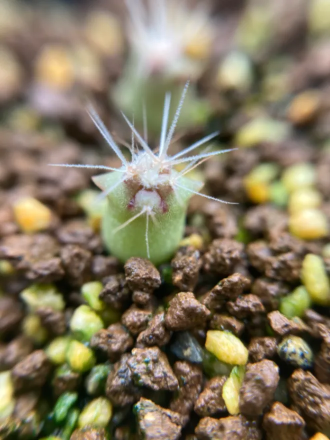 Ferocactus emoryi ssp. emoryi (フェロカクタス エモリー)