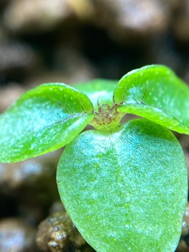 Ficus petiolaris (フィカス ペティオラリス)