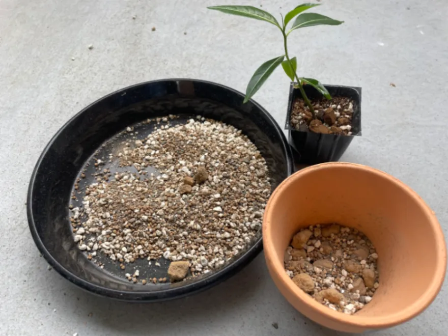 Adansonia grandidieri (アダンソニア（バオバブ）グランディディエリ)