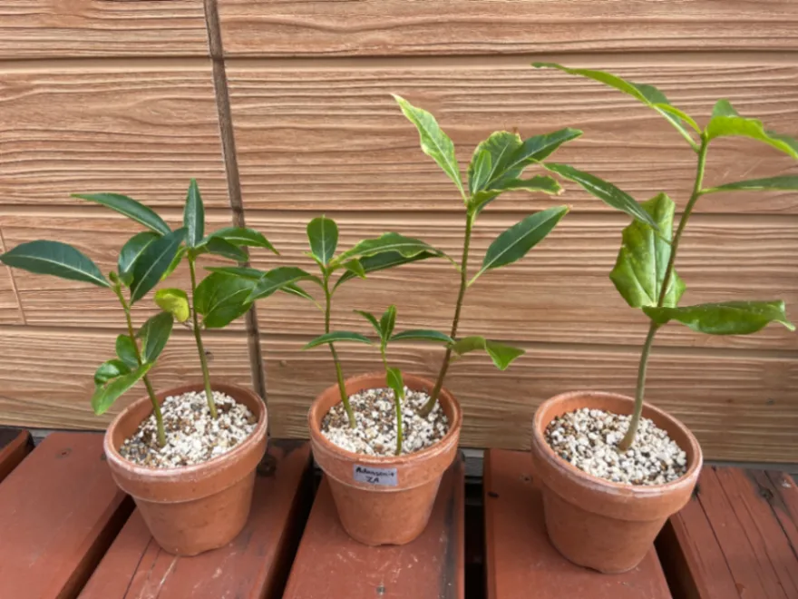 Adansonia za (アダンソニア（バオバブ） ザ)