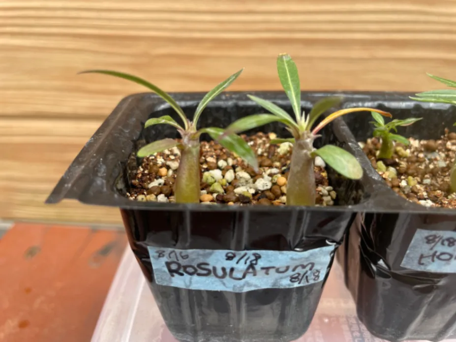Pachypodium rosulatum (パキポディウム ロスラーツム)
