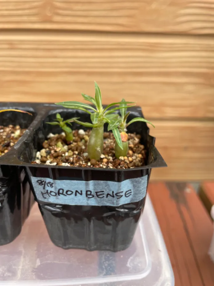 Pachypodium horombense (パキポディウム ホロンベンセ)