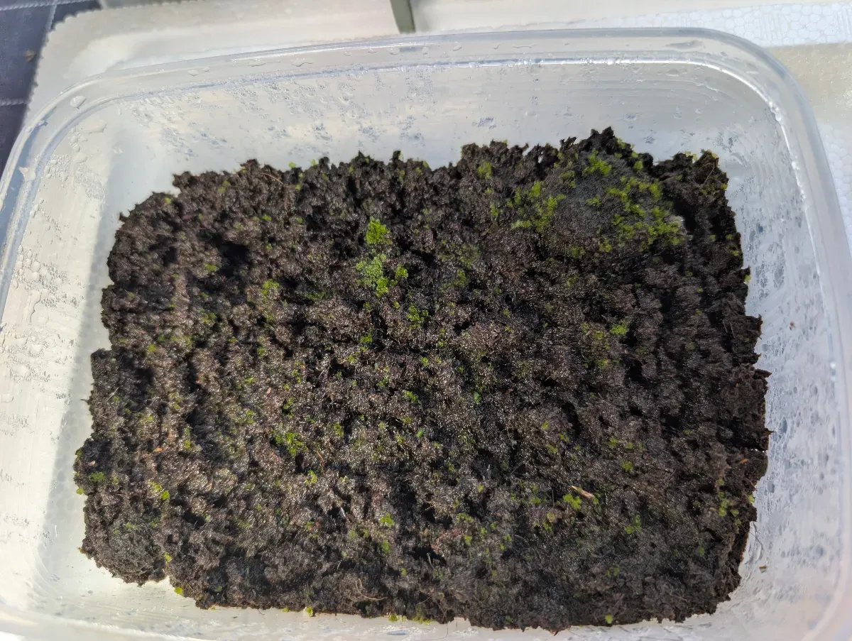 Platycerium ridleyi ([種子/胞子] ビカクシダ リドレイ)