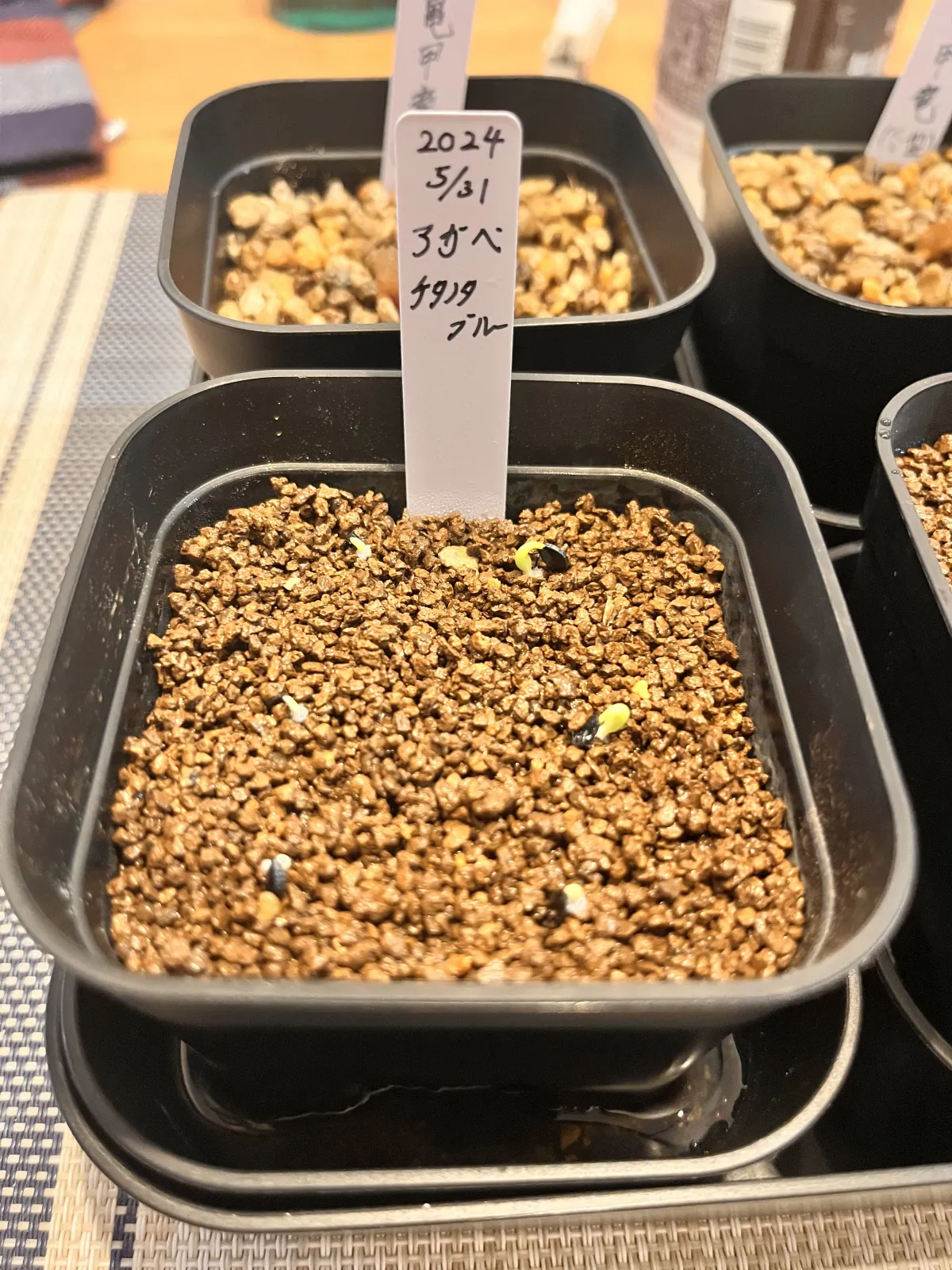 Agave titanota Blue Lot. (アガベ チタノタブルー)