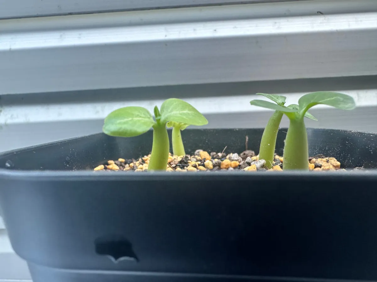 DHA SILA Adenium DHA SILA (アデニウム)