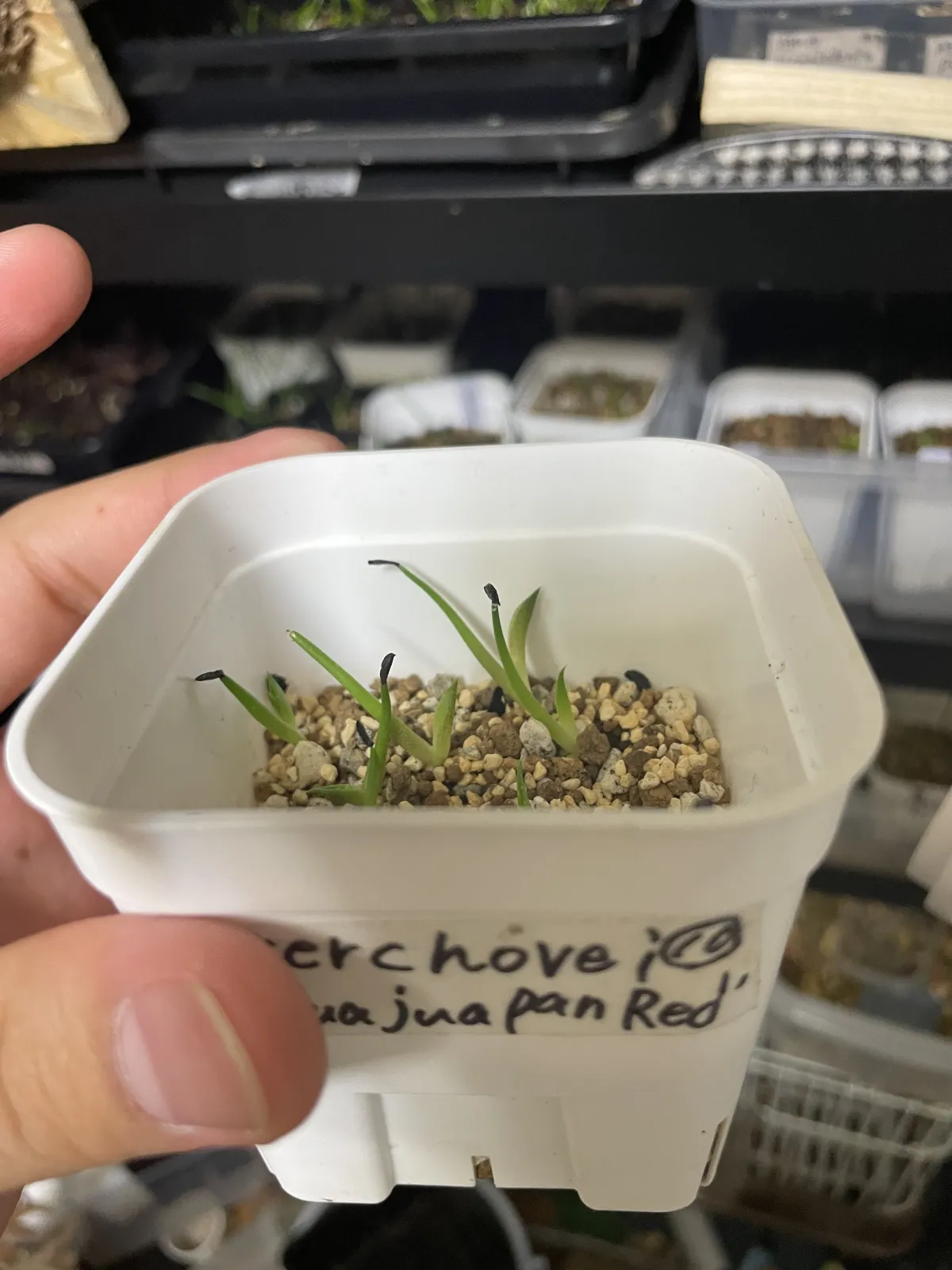 Agave kerchovei (アガベ ワフアパンレッド)