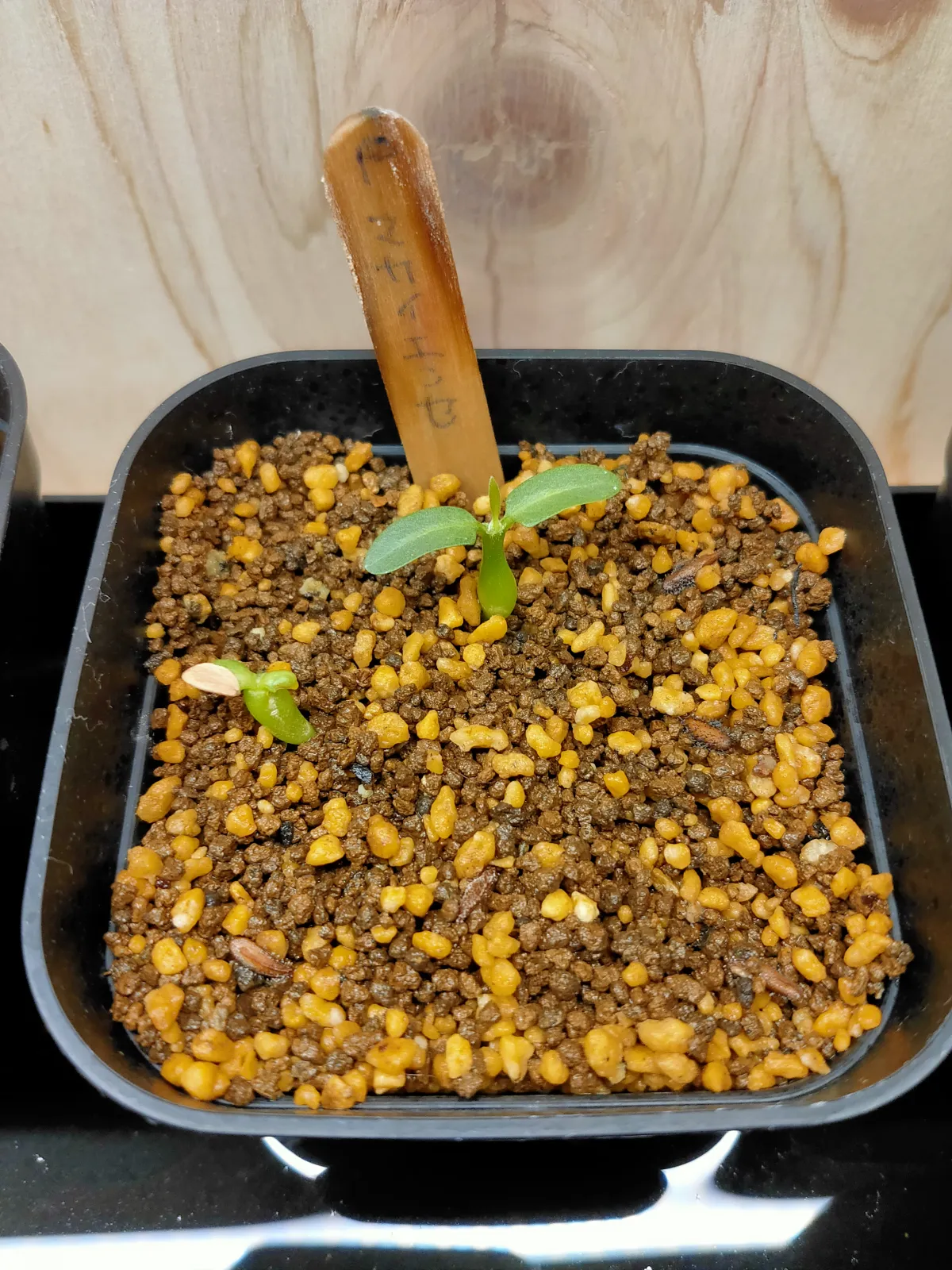 Pachypodium rosulatum ssp. makayense (パキポディウム マカイエンセ)