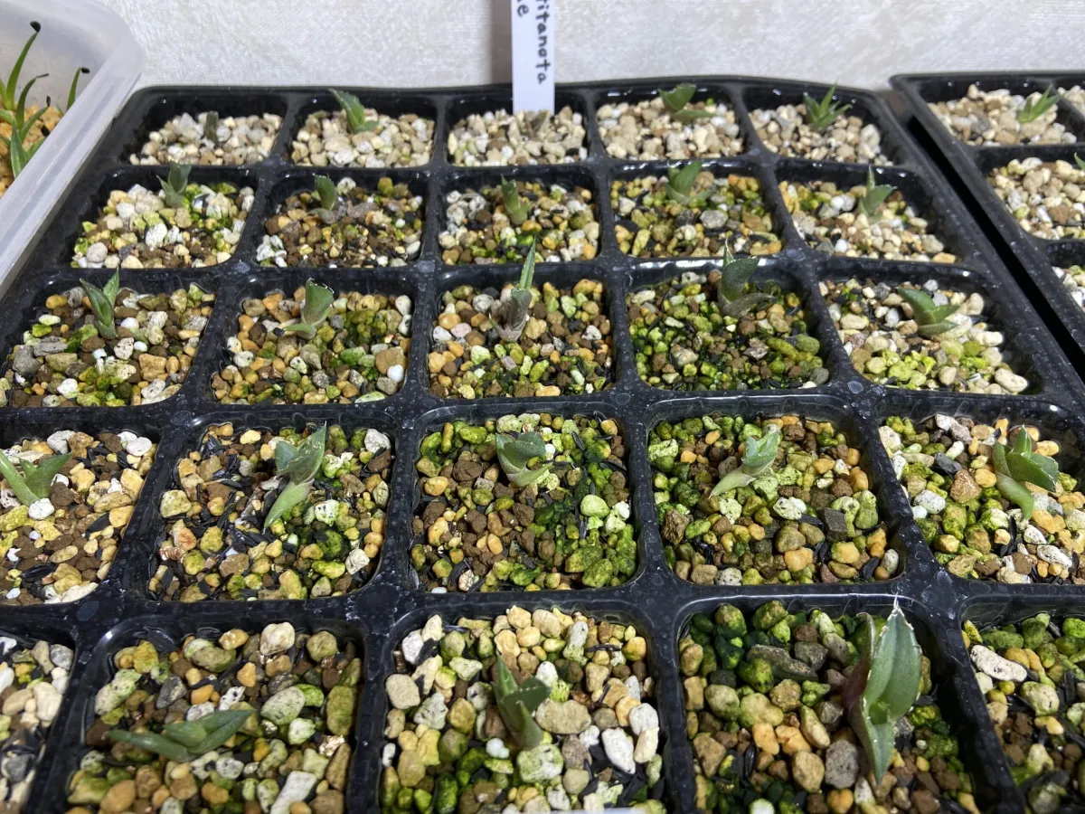 Agave titanota Blue Lot. (アガベ チタノタブルー)