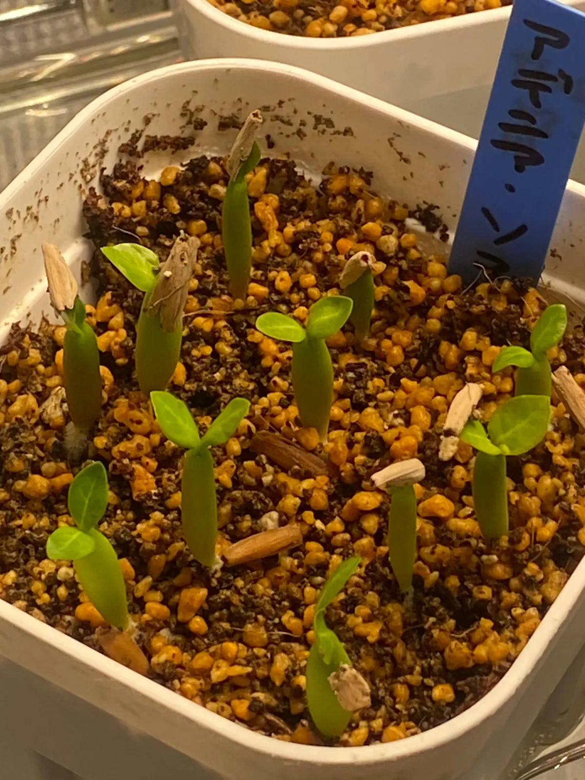 Adenium somalens (アデニウム ソマレンセ)