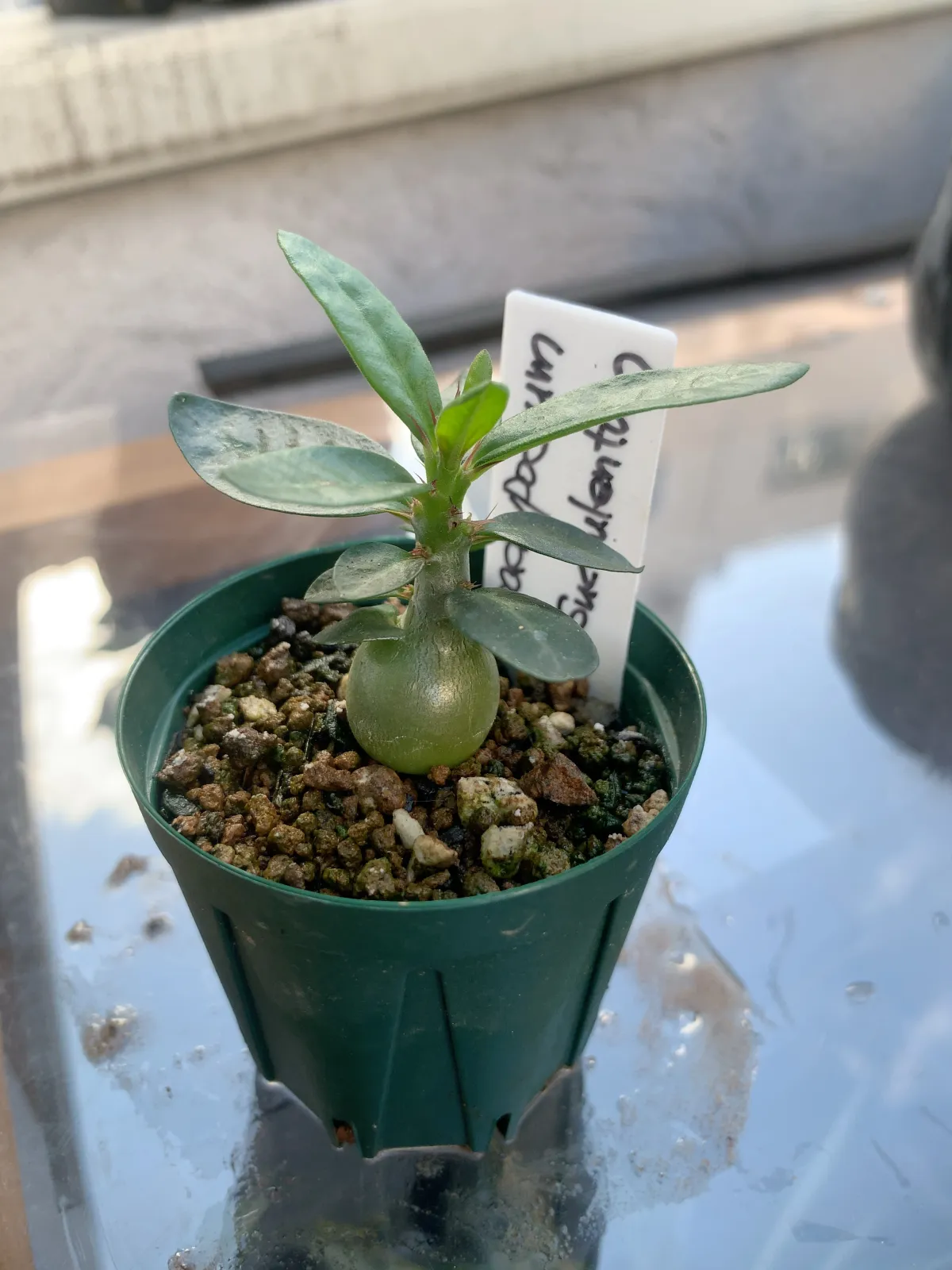 Pachypodium succulentum (パキポディウム サキュレンタム)