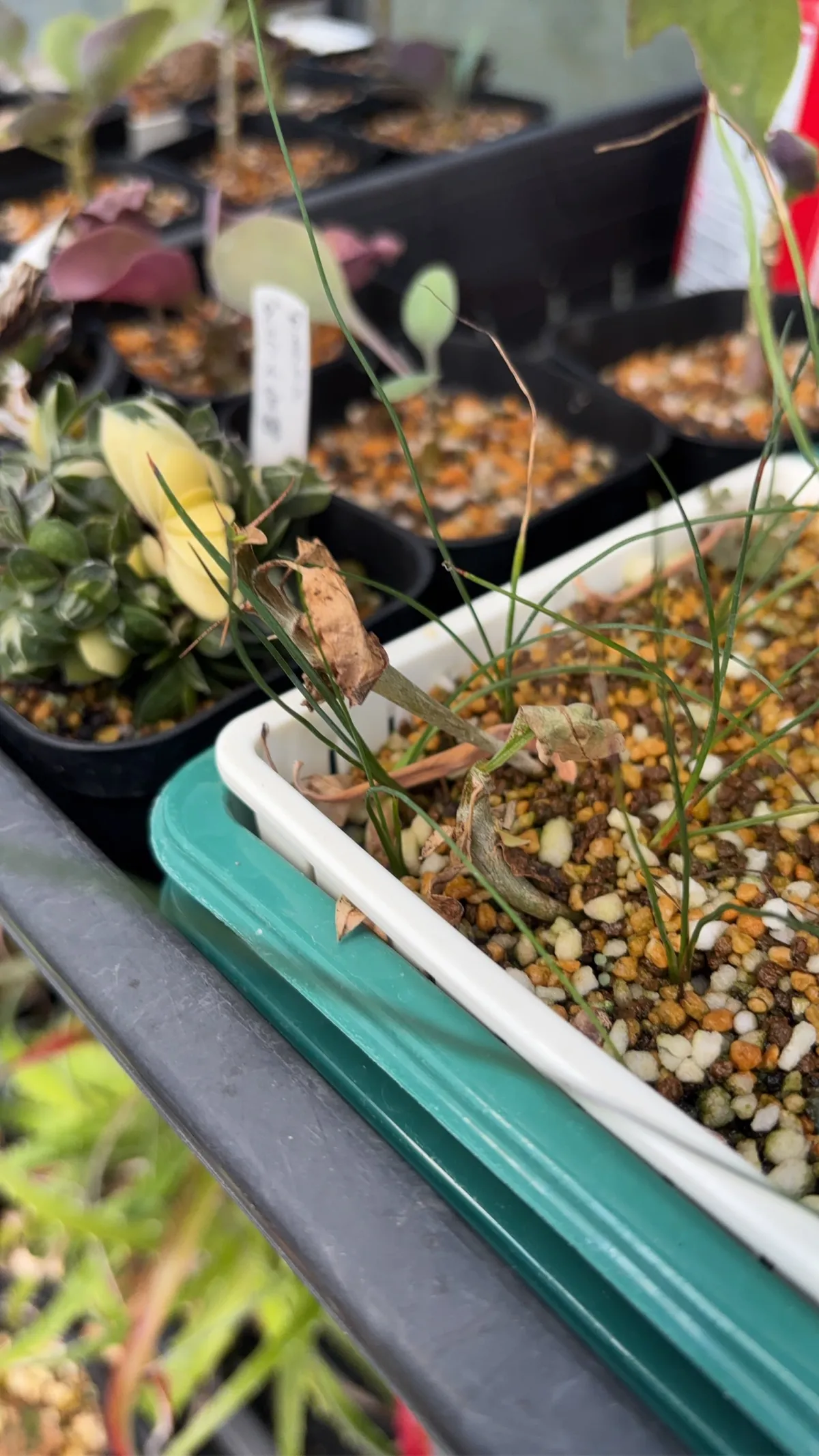 Fouquieria formosa (フォークイエリア フォルモサ)