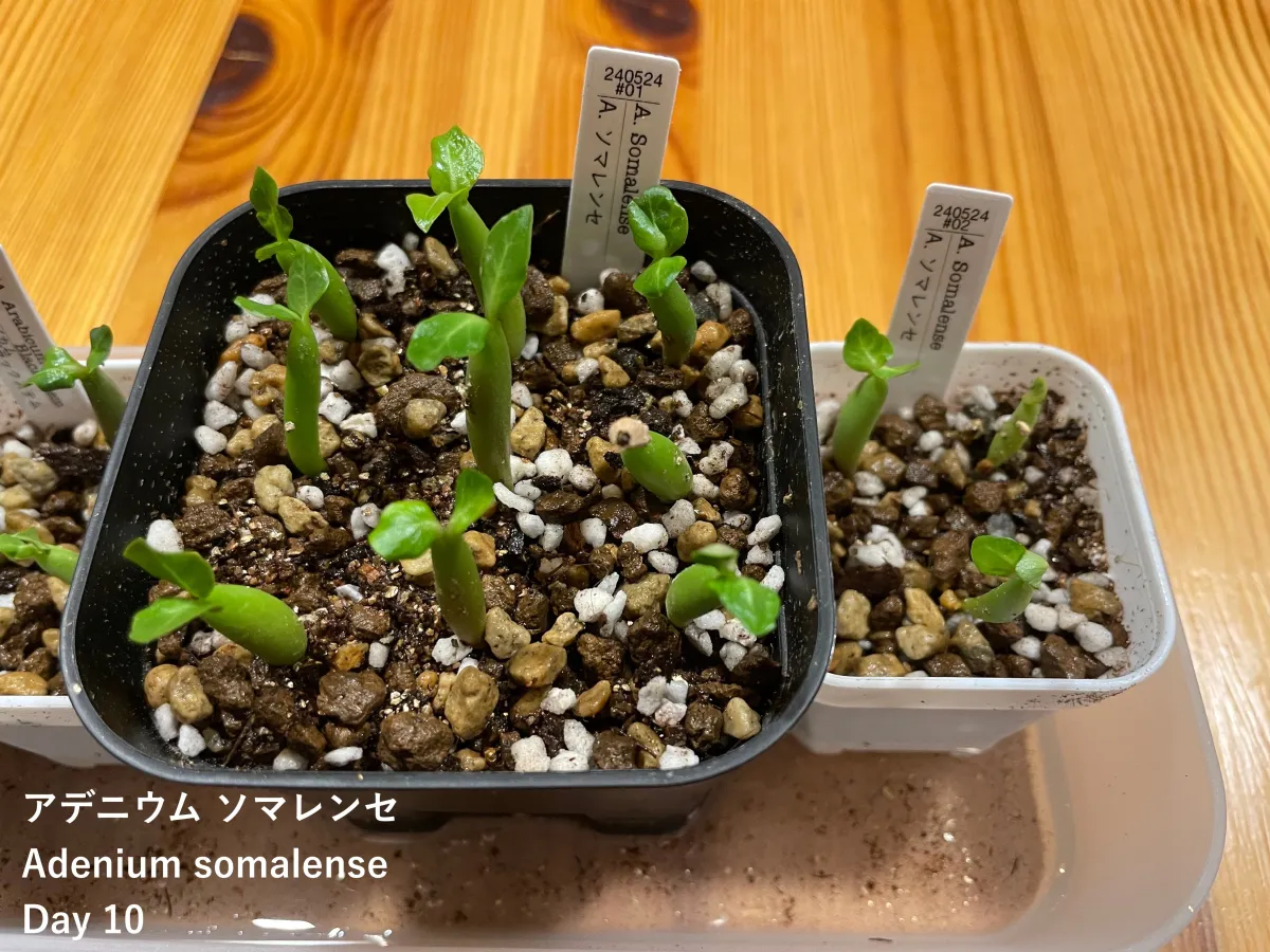 Adenium somalens (アデニウム ソマレンセ)