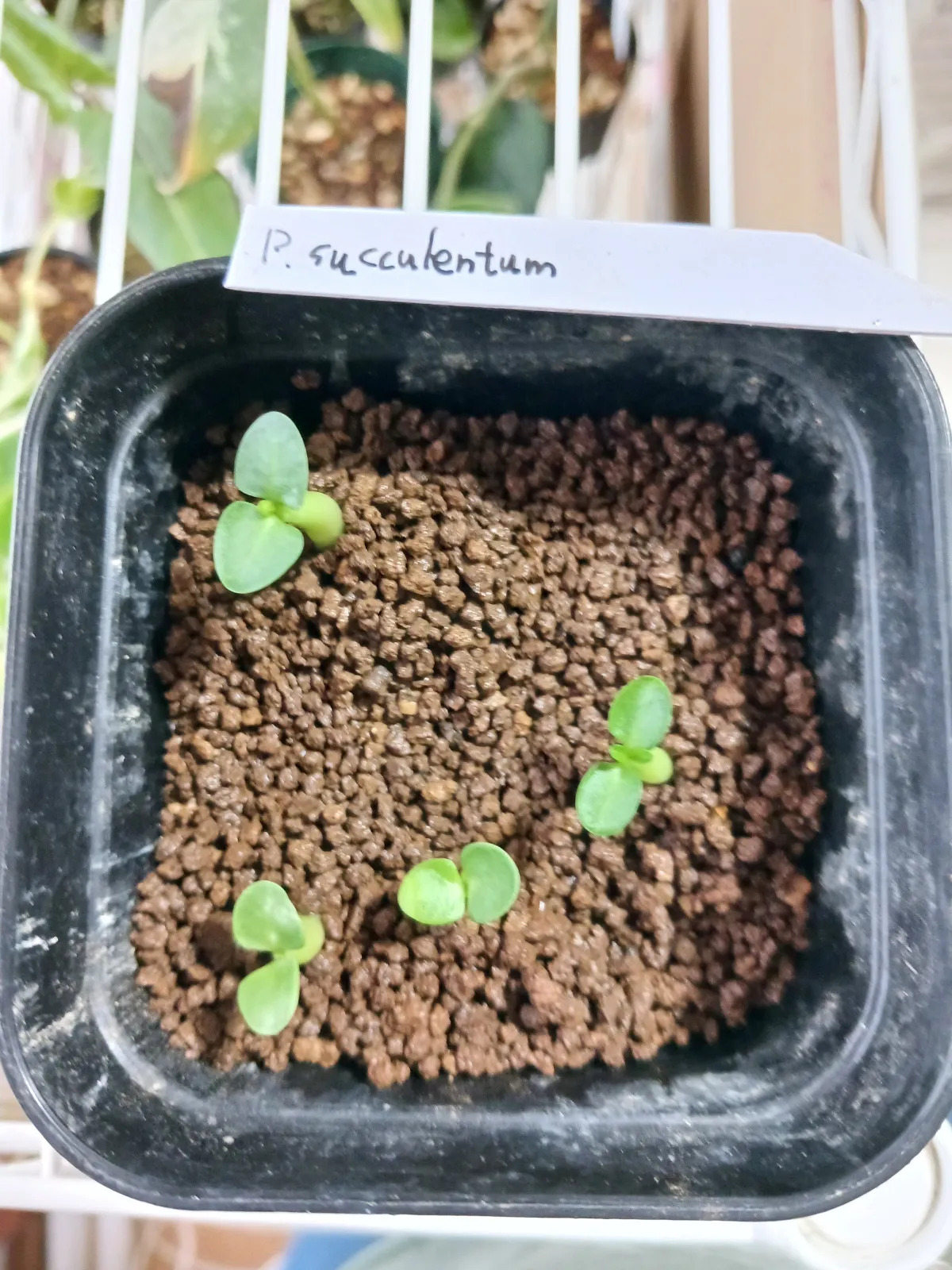 Pachypodium succulentum (パキポディウム サキュレンタム)