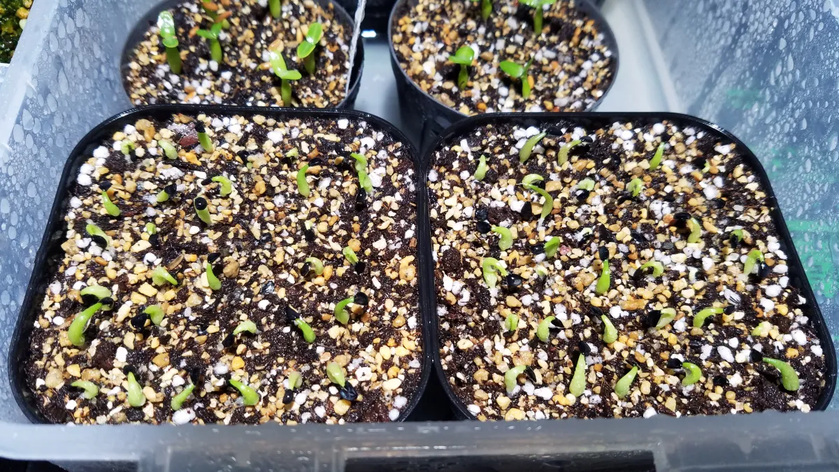 Agave oteroi Lot. (アガベ オテロイ)