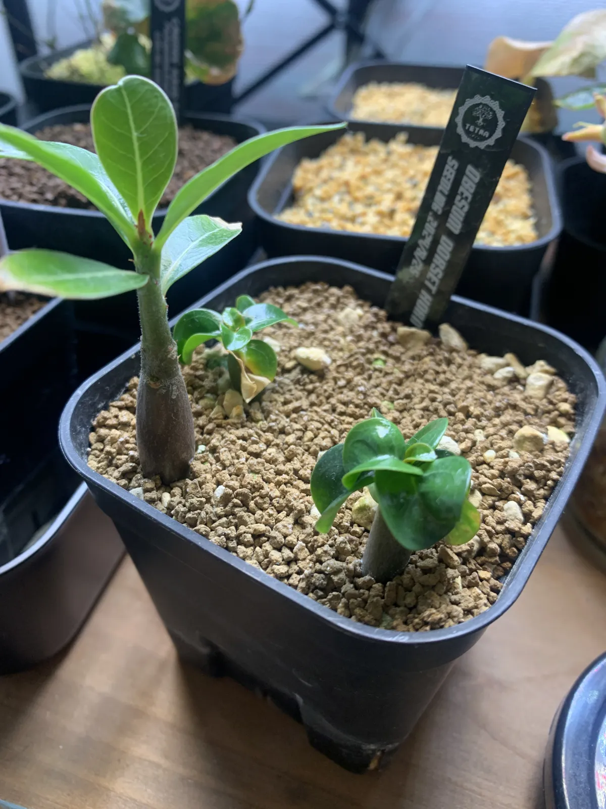 Adenium obesum (アデニウム ドーセットホーン)