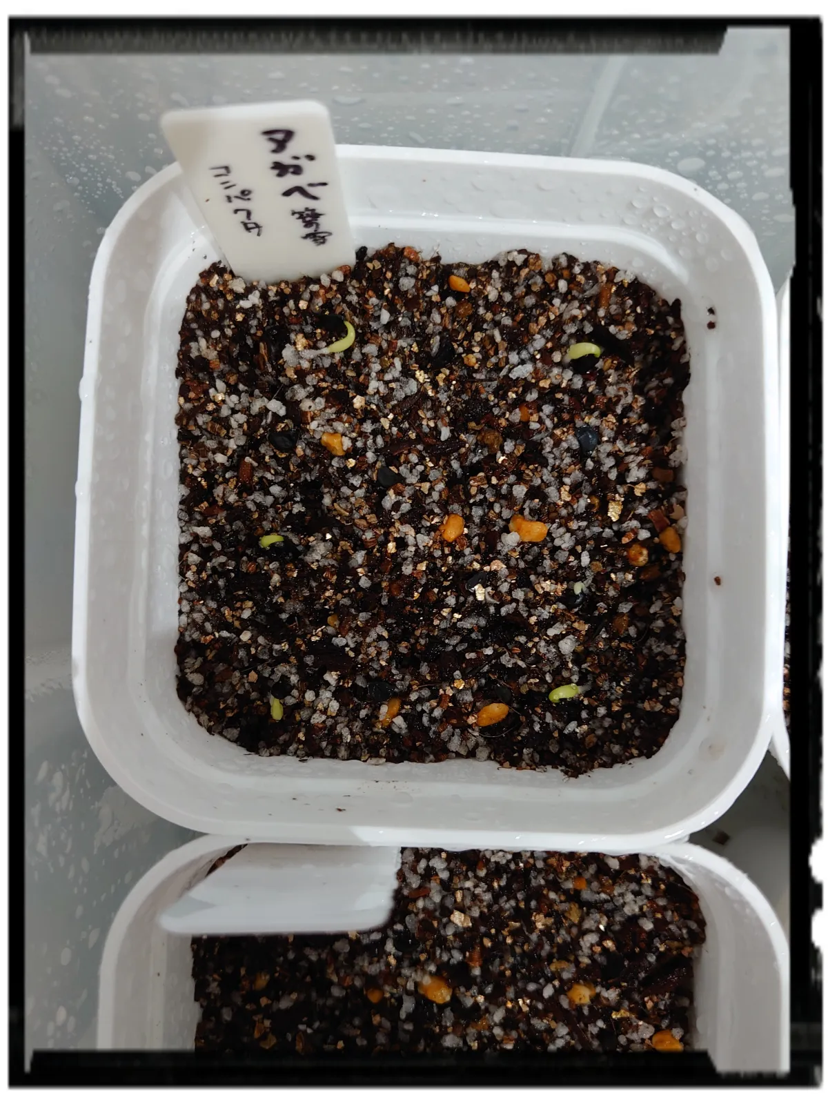 Agave victoriae-reginae var. compact (アガベ ビクトリアレジーナコンパクト)
