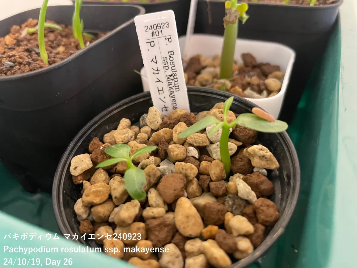 Pachypodium rosulatum ssp. makayense (パキポディウム マカイエンセ)