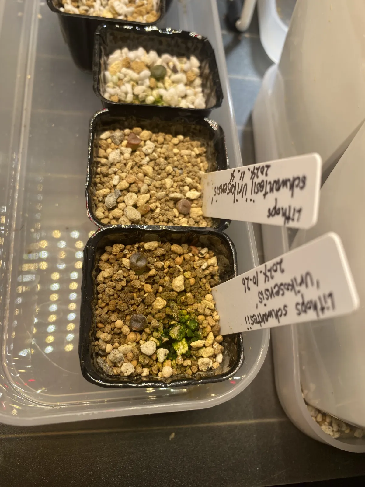 Lithops schwantesii (リトープス シュワンテシー ウリコセンシス)