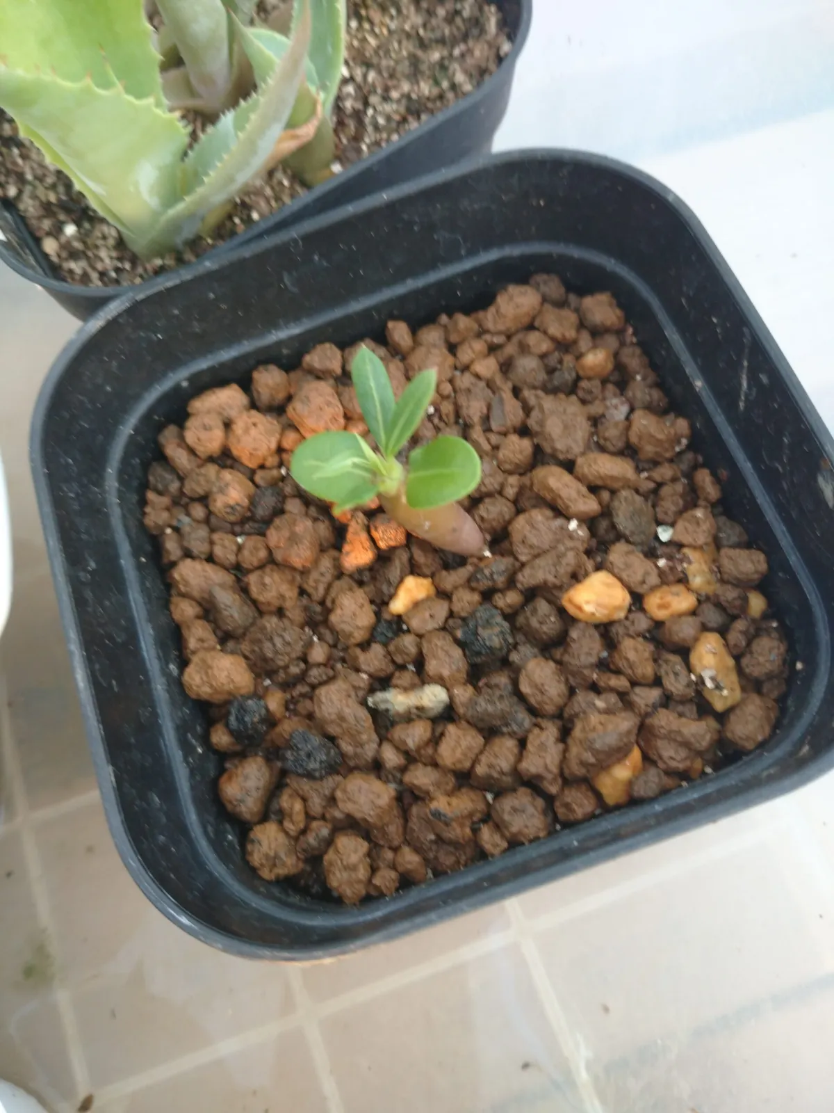 Pachypodium lamerei (パキポディウム ラメレイ)