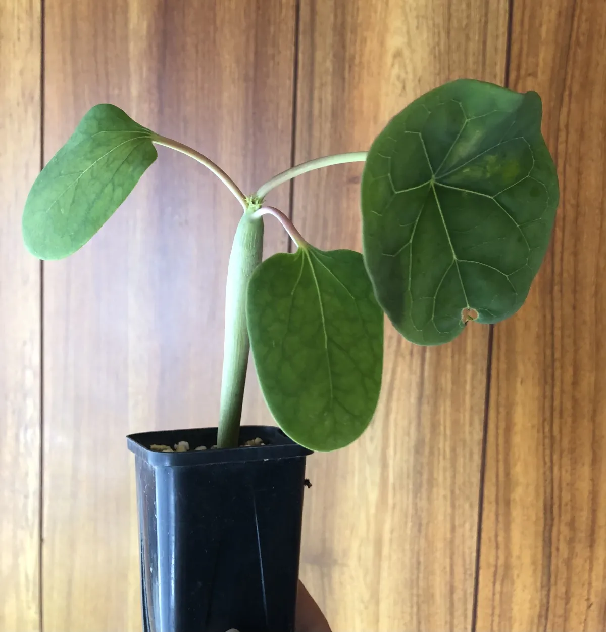 Jatropha podagrica red (ヤトロファ ポダグリカ レッド)