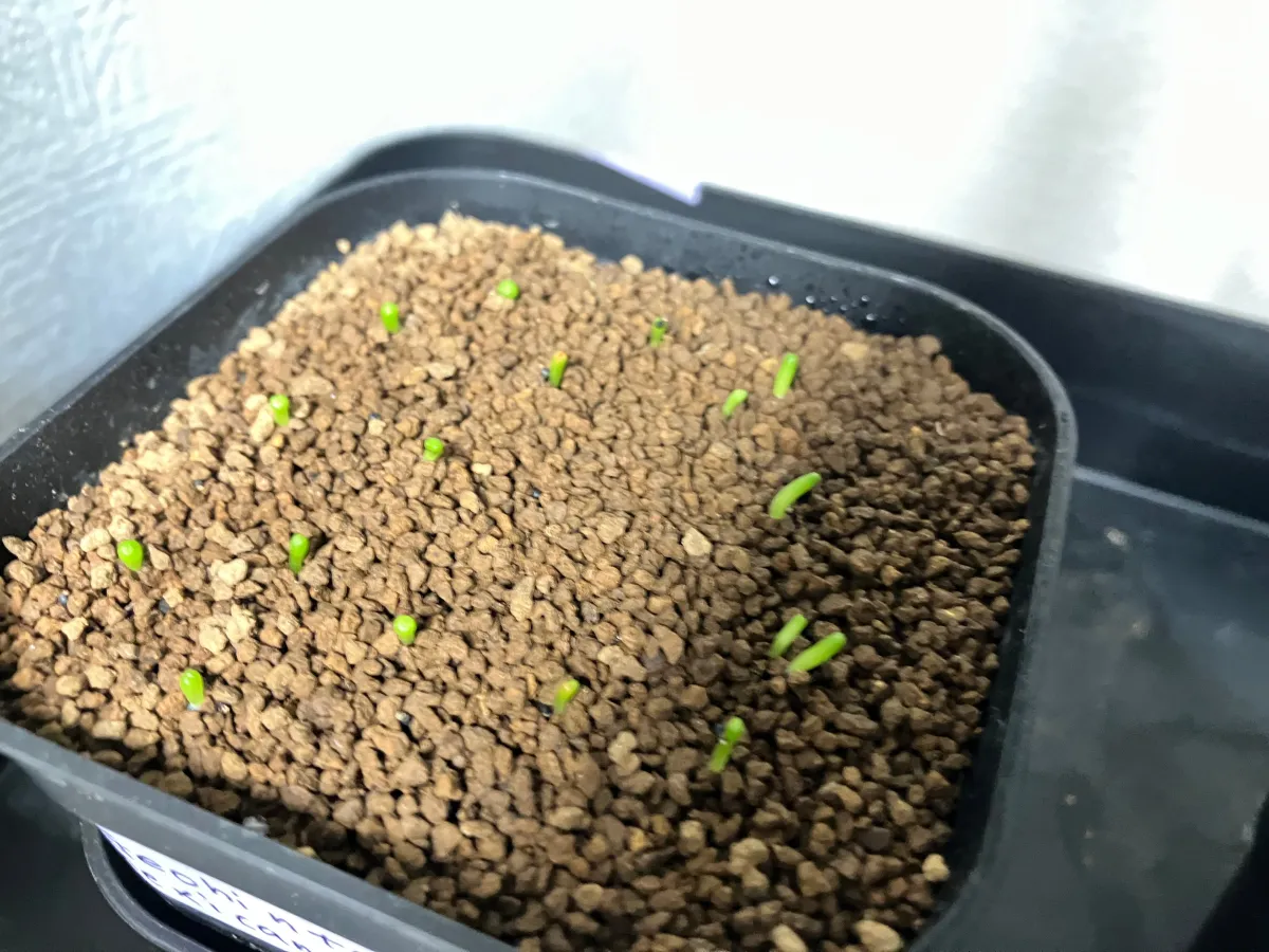Geohintonia mexicana (ジオヒントニア メキシカーナ)