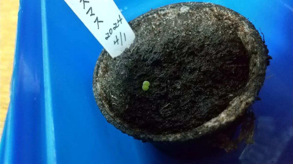 Echeveria lutea Fantasmas (エケベリア ルテア ファンタズマ)