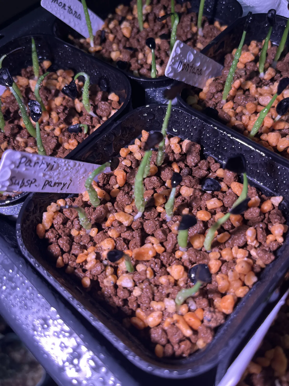 Agave parryi ssp. parryi (アガベ パリー)