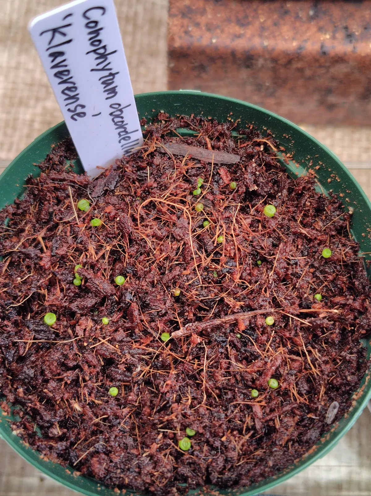 Conophytum obcordellum (コノフィツム クラベレンセ)