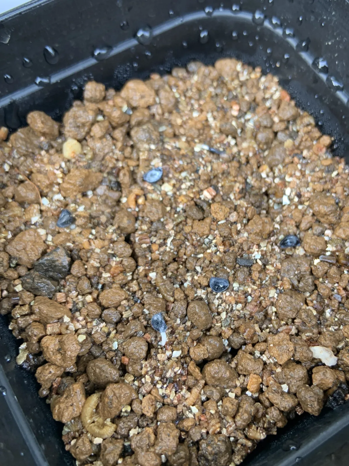 Agave titanota Blue Lot. (アガベ チタノタブルー)
