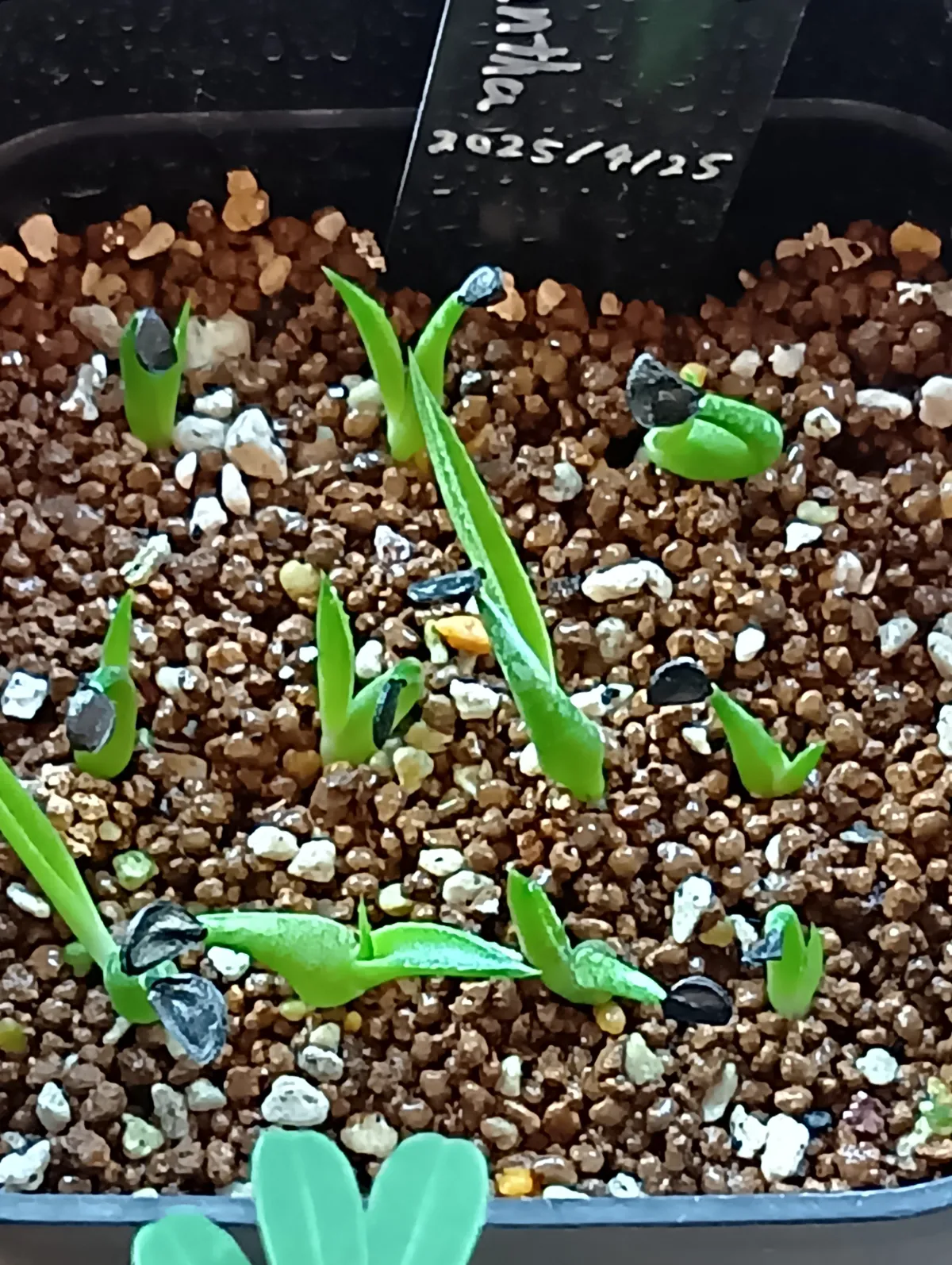 Agave xylonacantha blue (アガベ キシロナカンサブルー)