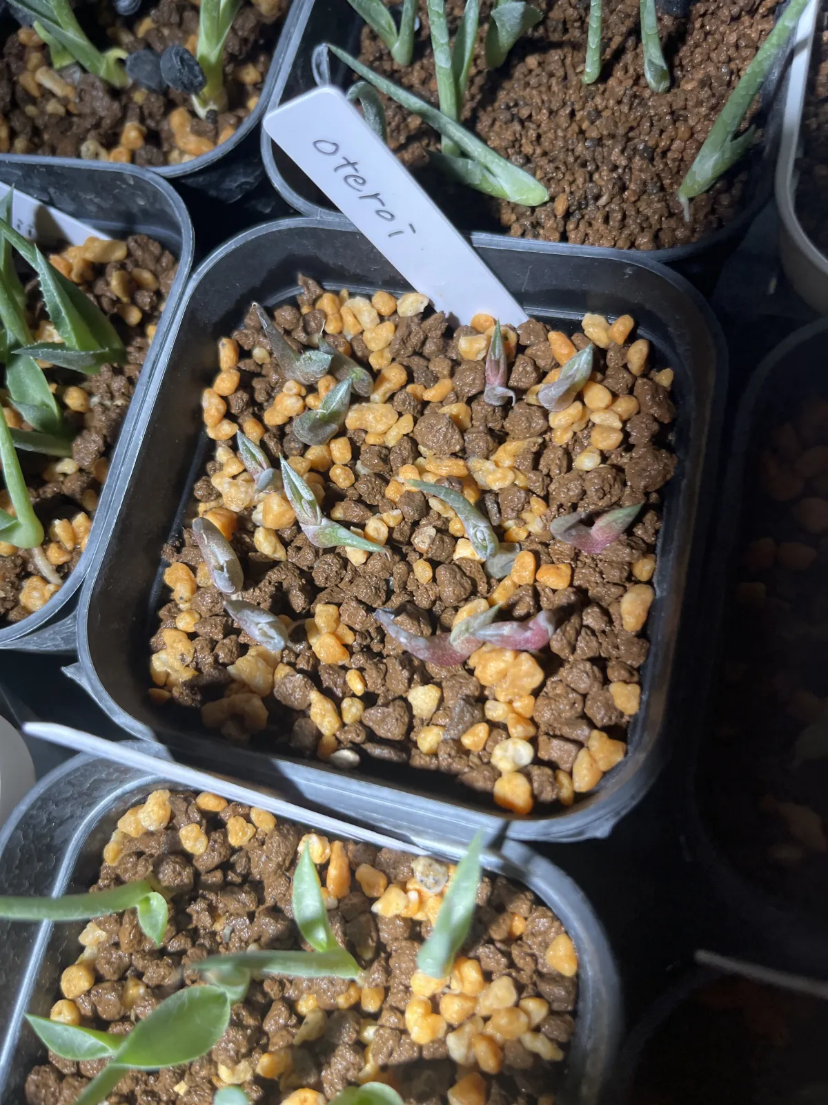 Agave oteroi Lot. (アガベ オテロイ)
