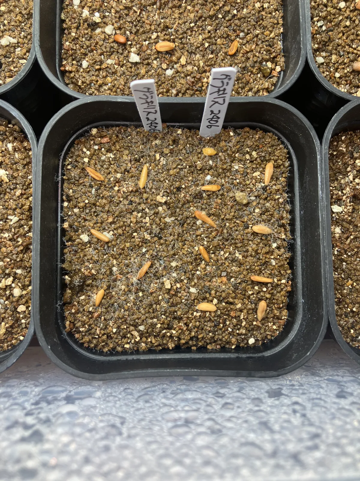 Pachypodium rosulatum var. gracilius ([無料種子] 発芽難 パキポディウム グラキリス　)