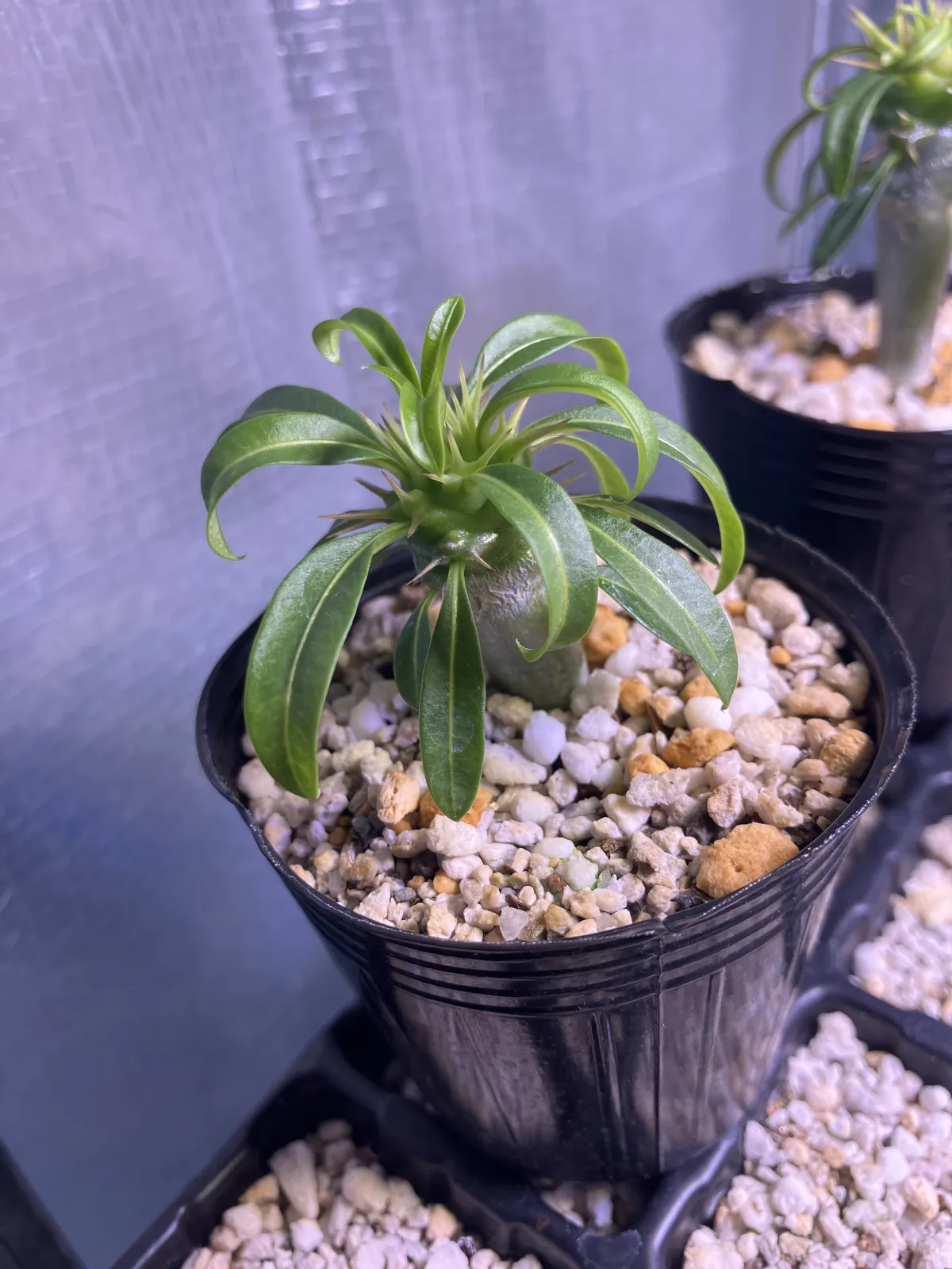 Pachypodium lamerei (パキポディウム ラメレイ)
