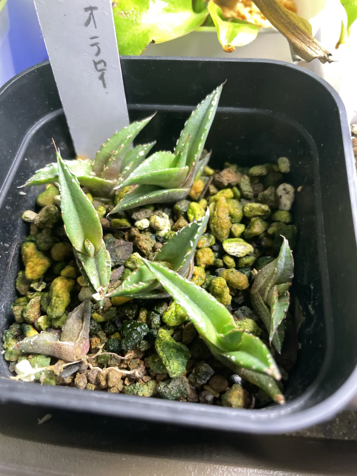 Agave oteroi Lot. (アガベ オテロイ)