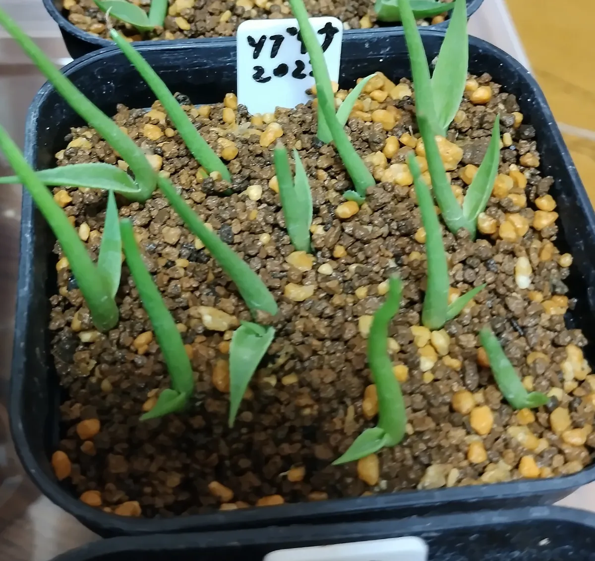 Agave sobria subsp. sobria (アガベ ソブリア)