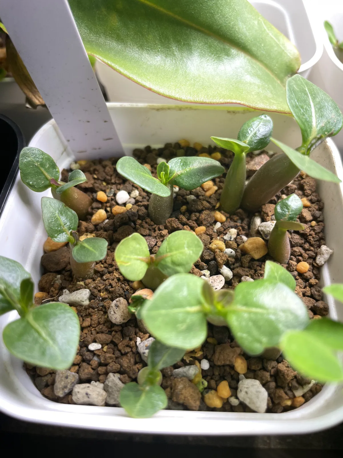 YLB Adenium arabicum Yak Lop Buri (アデニウム アラビカム)