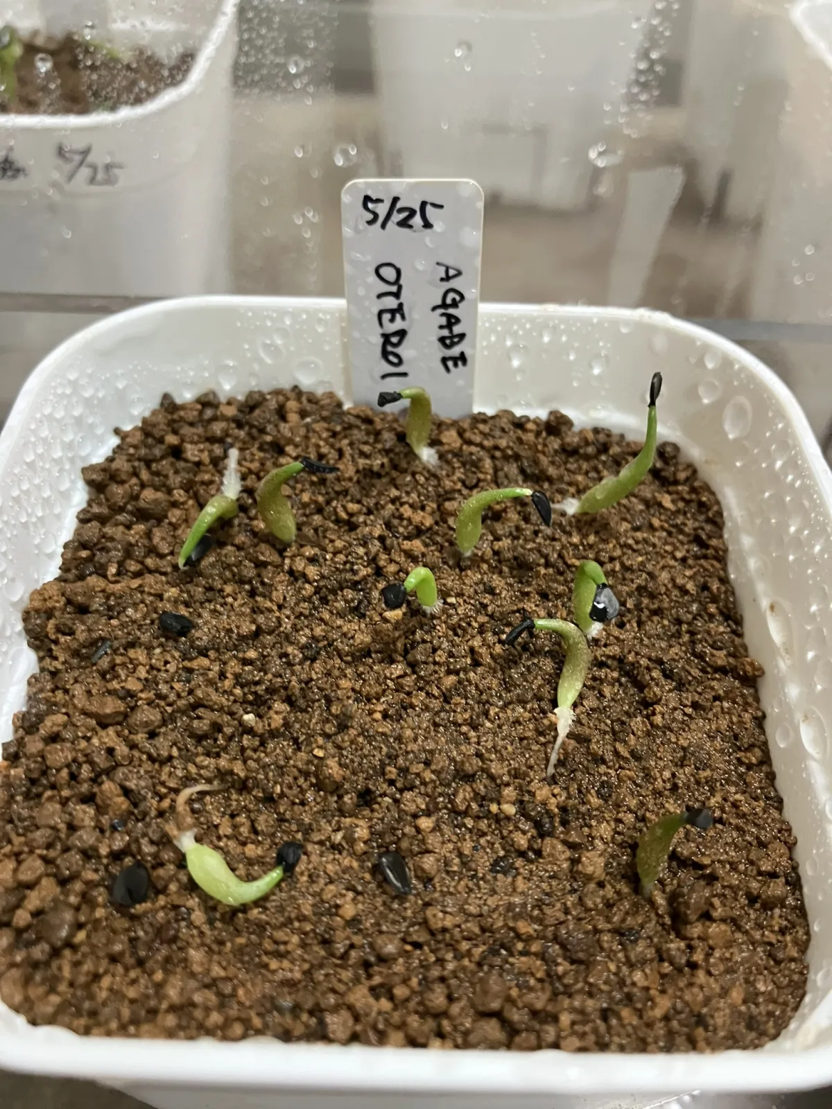 Agave oteroi Lot. (アガベ オテロイ)