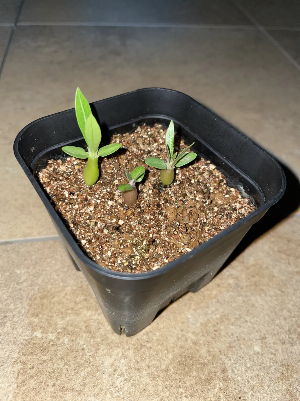 Pachypodium rosulatum ssp. makayense (パキポディウム マカイエンセ)