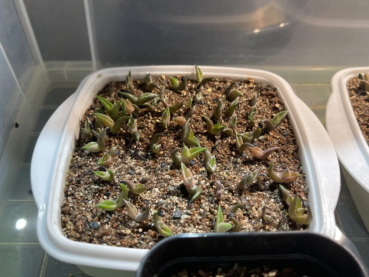 Agave oteroi Lot. (アガベ オテロイ)