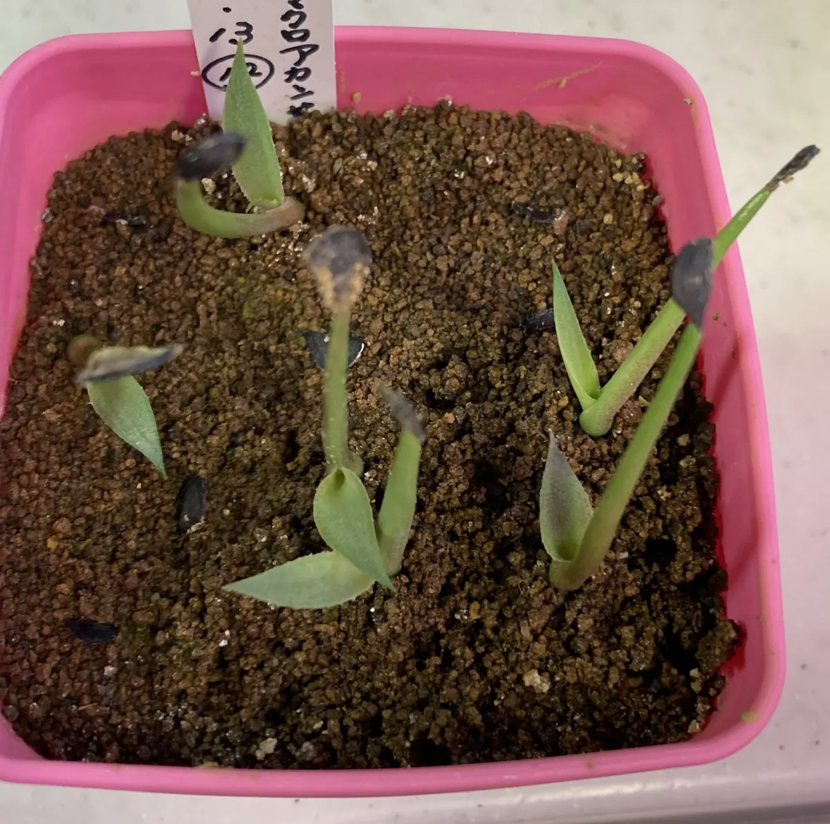Agave macroacantha (アガベ マクロアカンサ)