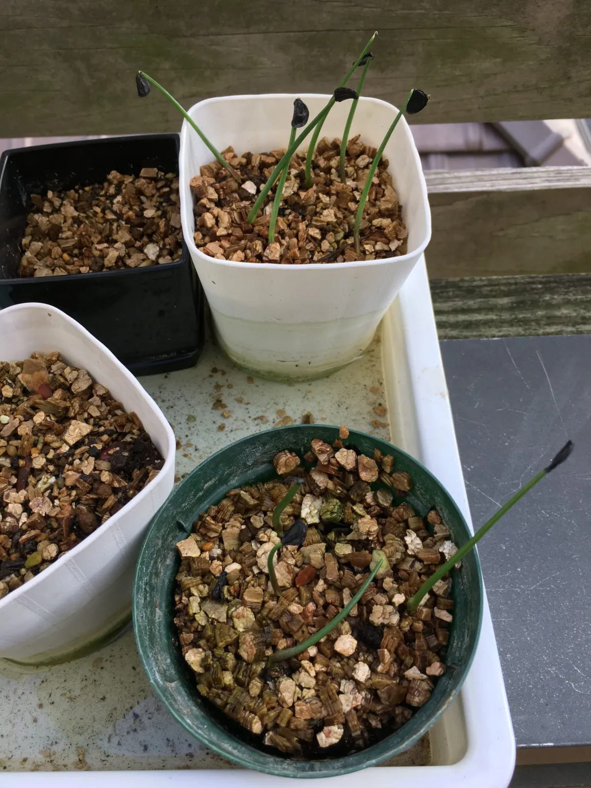 Agave inaequidens ssp. inaequidens (アガベ インアクイデンス)