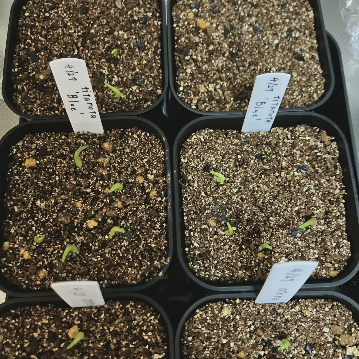 Agave titanota Blue Lot. (アガベ チタノタブルー)