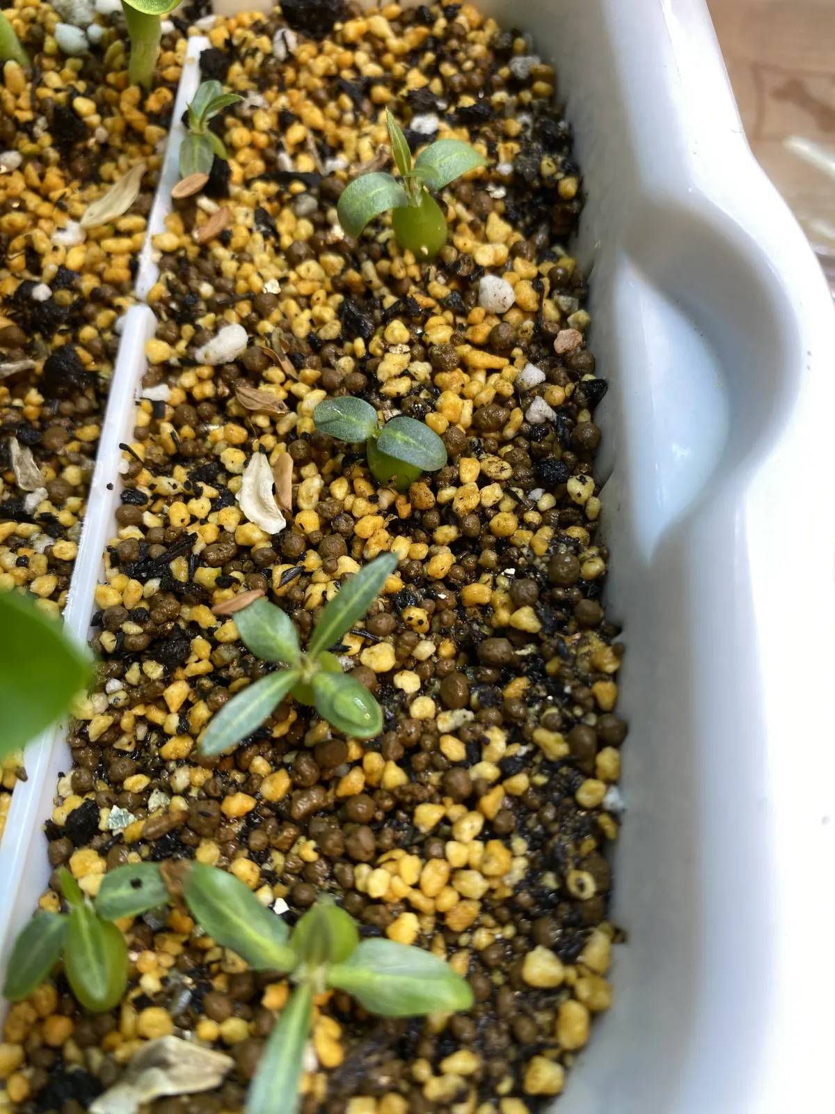 Pachypodium rosulatum ssp. makayense (パキポディウム マカイエンセ)