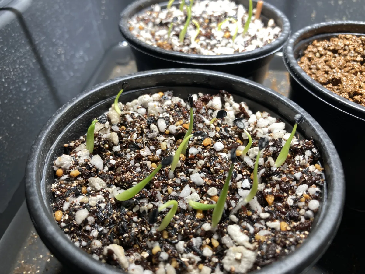 Agave utahensis var. eborispina (アガベ エボリスピナ ヘイフォード)